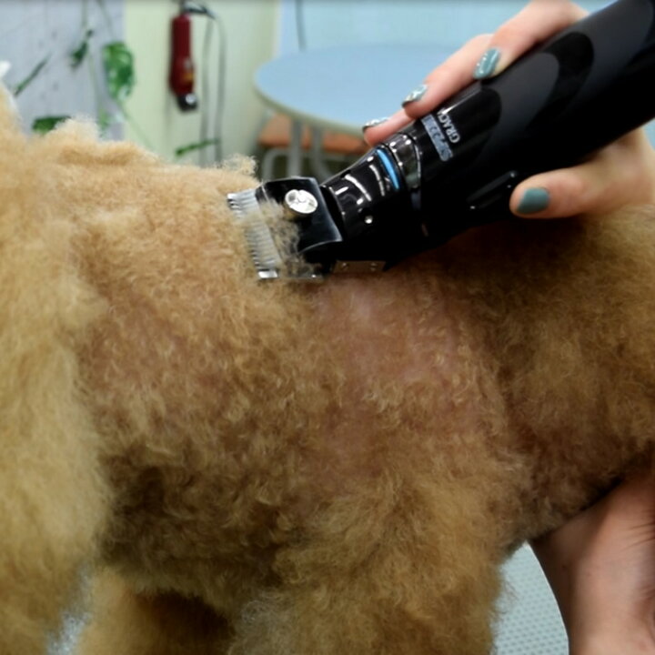 楽天市場 プロトリマーオススメ スピーディクｇｒａｃｉａ サマーカットセット 上手なバリカン使用法ｄｖｄ付き クリッパー トリミング用品 犬美容用品 猫美容用品 帝塚山ハウンドカム 楽天市場店