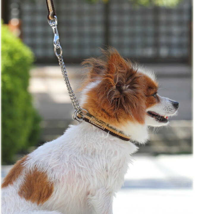楽天市場 Ashu トリコロール ハーフチョーク サイズs 単品 首周り 40cm 犬用ハーフチョーク ハーフチョーク 小型犬 しつけ ナイロン ハーフチョークチェーン カラー 犬の首輪 チェーン ハーフ トイプードル チワワ ペット用品 パグ 愛犬手作りご飯 ハウンド