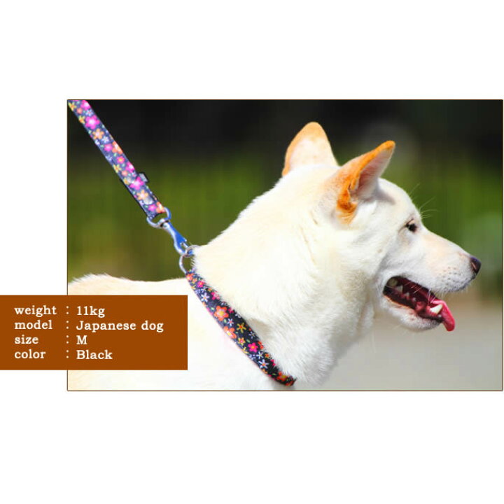 楽天市場 犬 首輪 Ashu お花のカラーｍサイズ 中型犬 中型犬用首輪 花柄 柴犬 ブルー かわいい花柄 ブルー ブラック いぬ イヌ 犬 ペット 種類 犬のアクセサリー コーギー 犬用首輪 かわいい 犬の首輪 フレンチブルドッグ 帝塚山ハウンドカム グッズ ブランド わん