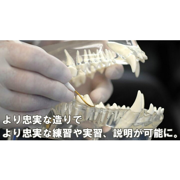 楽天市場 犬の透明アゴ模型 歯型 形 骨 顎 骨 勉強ペット用品 ペットグッズ 犬 用品 まとめ買い ボーン 犬のグッズ 帝塚山ハウンドカム 愛犬手作りご飯 ハウンドカム食堂