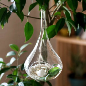 観葉植物 エアプランツ テラリウムの人気商品 通販 価格比較 価格 Com