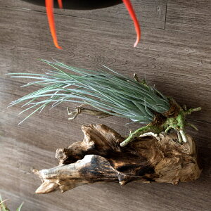 tFCNO[  `WA ϗtA GAvc CeAO[ Ǌ|  nMO }t   [98903]