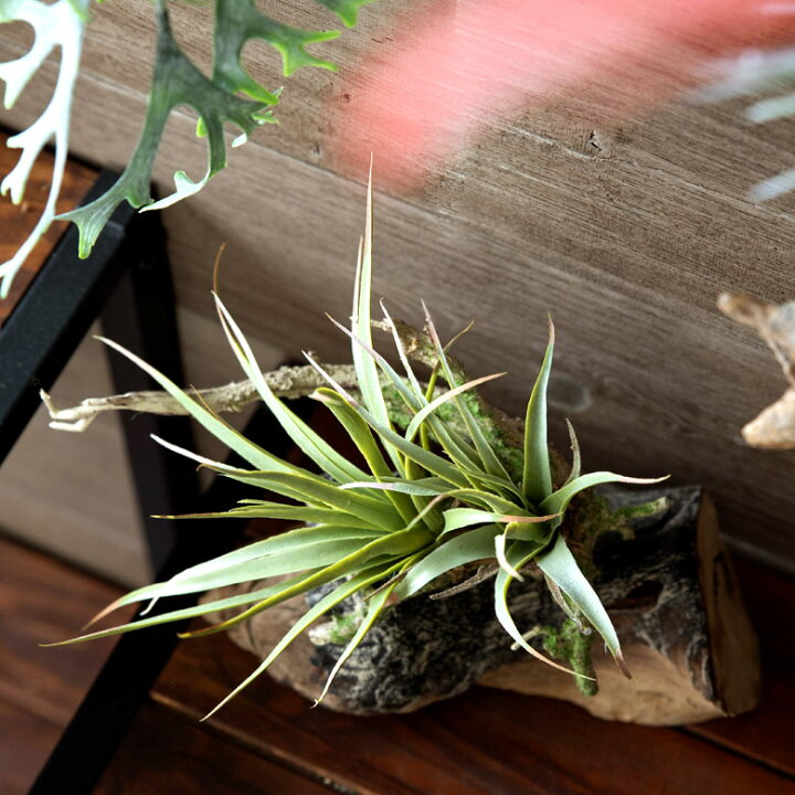 楽天市場 フェイクグリーン 造花 チランジア 観葉植物 エアプランツ インテリアグリーン 壁掛け 緑 ハンギング 枝付き かっこいい おしゃれ 904 アジア工房