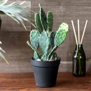 yő2000~N[|z tFCNO[  T{e ϗtA A CeAO[ A E`T{e 30cm |bg   [98907]