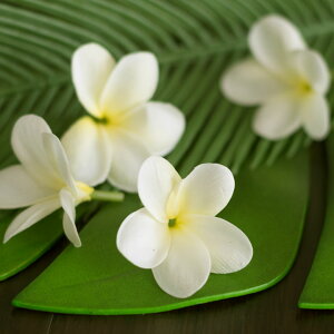 楽天市場 超リアルなプルメリアの造花 フランジパニ 4色展開 メール便不可 造花 リアル パーツ バリ雑貨 アジアン雑貨 ハワイアン雑貨 ナチュラル 置物 置き物 フェイク 花かざり ハワイ アジア工房