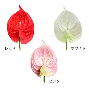 アンスリウム ハワイ