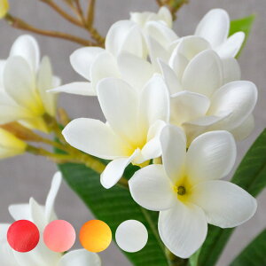 AWA vA }t  4FWJ ϗtA tFCNO[ AWAG nCAG tFCN t[ i` u u Ԃ nC oG AWA [6162]