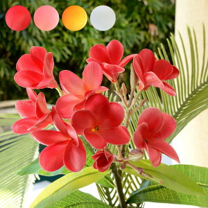 AWA vA }t  4FWJ ϗtA tFCNO[ AWAG nCAG tFCN t[ i` u u Ԃ nC oG AWA [6162]