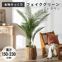 楽天市場】パームツリー 観葉植物の通販
