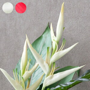 アジアン 観葉植物の通販 価格比較 価格 Com