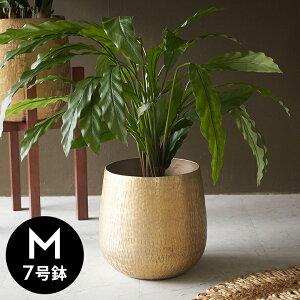 yő500~N[|z v^[Jo[ A~|bg A~jE  ^ 7 ꌊȂ ^ MTCY  W 22.5cm D 22.5cm H 24.5cm S[h ubN Jo[ v^[|bg Aؔ