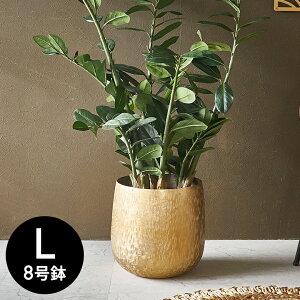 yő500~N[|z v^[Jo[ A~|bg A~jE  ^ 8 ꌊȂ ^ LTCY  W 25.5cm D 25.5cm H 27cm S[h ubN Jo[ v^[|bg AؔJ