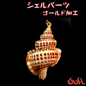 VFp[c VR L Lk y_ggbv sAX CO Xgbv `[ p[c ^C nhCh ANZT[ |   fBXvC GXjbN SA*1