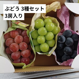 シャインマスカット クイーンルージュ ナガノパープル 3種セット 3房入 長野県産 ぶどう 葡萄 マスカット フルーツ 果物 くだもの 長野県 産地直送 産地厳選 家庭用 3種セット 詰め合わせ 食