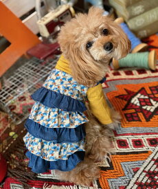 as know as ダンドールクローバーOP 犬 ワンピース デワン