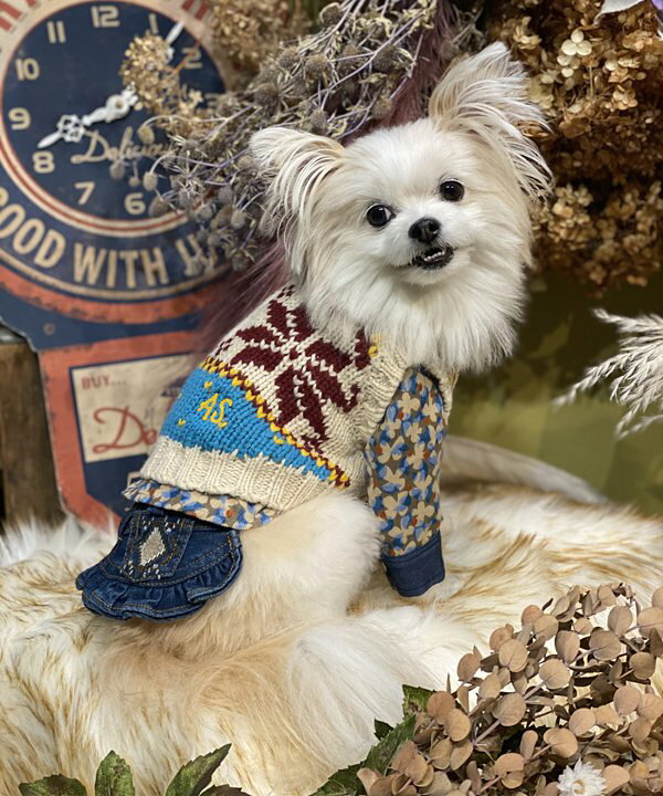 楽天市場】as know as クリスタルニットベスト 犬 ニット カーディガン 