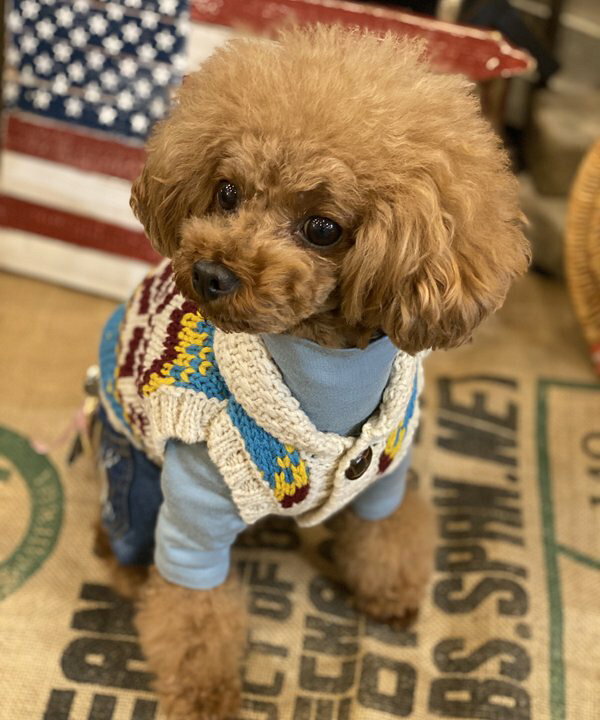 楽天市場】as know as クリスタルニットベスト 犬 ニット カーディガン 