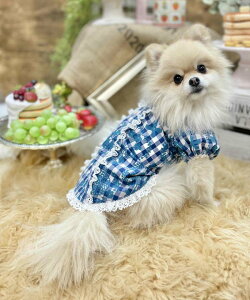 as know as CHKn[gOP  s[X n[g MK ԕ vg  hbOEFA 킢  [X f