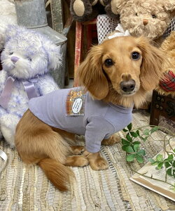 as know as ASxATT  Jbg\[ vI[o[   hbOEFA 킢  H ~ f