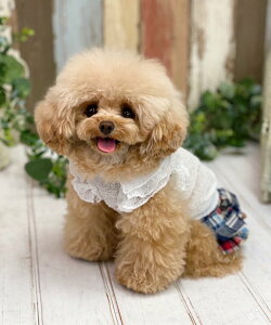 yԌP5{zas know as NVA[TbJ[TK  Jbg\[ TVc TbJ[ VA[ t  hbOEFA 킢  f