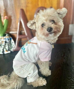 yԌP5{zas know as NCgvt[o[T  Jbg\[ TVc ACX XgCv N[H  hbOEFA 킢  f