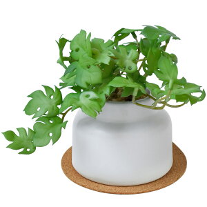 CTG} tFCNO[ 픫(M) RNR[X^[t N[o[ ACr[  CeAO[ GNA O[i[Ct C~e[V  A  A[eBtBV 