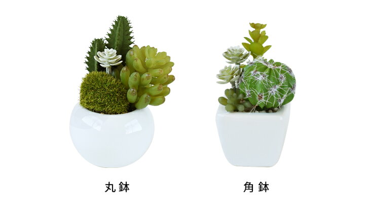 楽天市場】CT触媒 多肉植物 サキュレントリフレリウム ミニサイズ 角鉢 