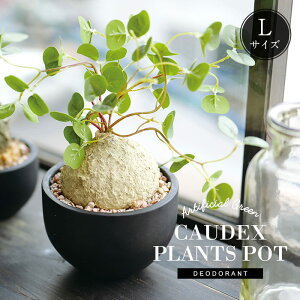 CT触媒 コーデックスL 塊根植物 フェイクグリーン おしゃれ かわいい エクリア リアル ウィンゾリー ラフィオナクメ グラキリス インテリアグリーン 観葉植物 造花 アーティフィシャル ナチ