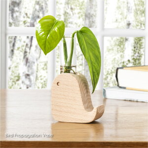 KIKKERLAND Bird Propagation Vase o[h vpQ[V x[X  } k͔| e ԕr  ֑}   t[x[X   ؐ Vv k CeA 킢