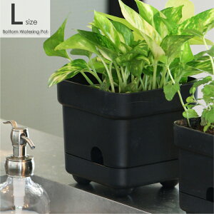 Bottom Watering Pot gLargeh ʋ  Aؔ A v^[      |bg 󂯎M M AeB[N ubN Y j v^[ \[T[ ƒ؉ 