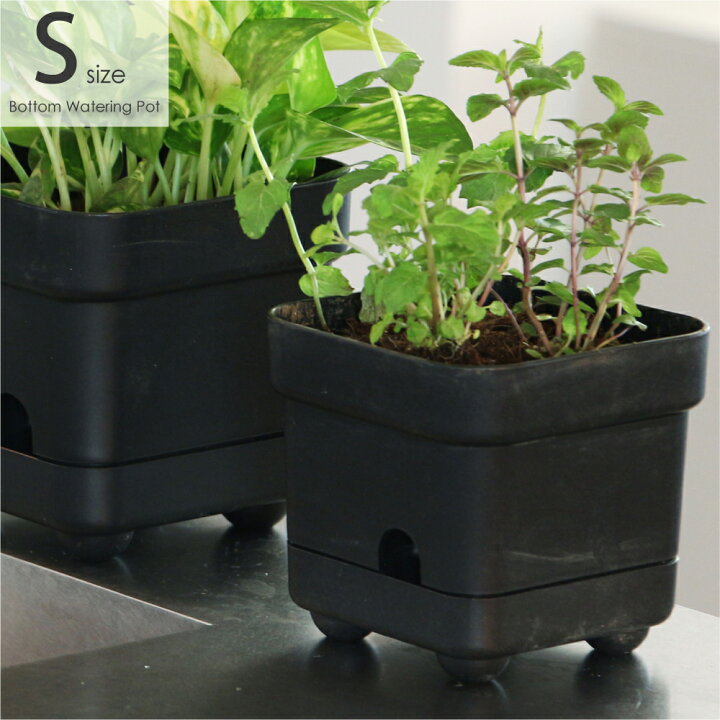 楽天市場 Bottom Watering Pot Small 底面給水 鉢 植木鉢 多肉植物 プランター おしゃれ 小さい 小さな 可愛い 室内 ポット 受け皿 受皿 アンティーク ブラック メンズ 男性 プランター ソーサー 家庭菜園 園芸 ガーデニング ベランダ菜園 Asquisse
