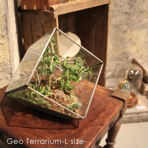 nkuku Geo Terrarium (L) WI eE KX RNV P[X {bNX   NA [ AeB[N g  Vo[ IV L[u