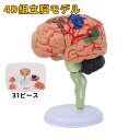 【新商品ポイントup】脳模型 4D脳模型 31パーツ 医学 解剖 立体 人体模型 脳モデル 脳みそ 大脳 仕組み 神経学 医学生…