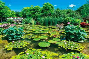 1000-919 日本風景 緑輝くみずの森 (滋賀県) 1000ピース(75×50cm) ジグソーパズル 日本製 アップルワン(APPLEONE)