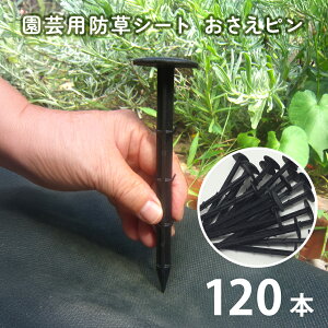 hV[g Œs ubN 120{g S15.5cm a3.3cm V[gŒ ɂ | _  K[fjO Ԓd v^[  A   G΍ h Ζ h R ƒ؉ 602-43