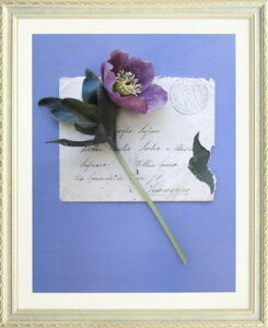 yGzf{EVFNwHelleborusx恡Vi