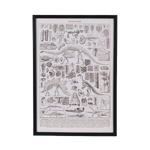 �z�� ART FRAME PALEONTOLOGIE Y-0935PA ��485x���s20x����700mm �_���g��