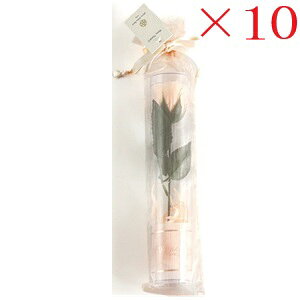 uXgt[ t[\[v ~L[[Y WH ×10Zbg