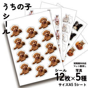 60 ̎q V[ XebJ[ IWi ʐ^ I[_[Ch ZOΉ ybg  L qǂ Ԃ It Cxg ybgvg{ ppl-sticker-a5-5