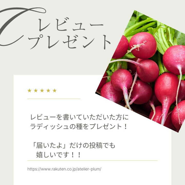 楽天市場】【有効期限2026年9月末】ブロッコリー 種 おはよう 【コート 