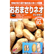 【新種】おおまさりネオ 1 DL 約35粒～40粒 落花生 種 渡辺農事 家庭菜園 オオマサリネオ らっかせい 家…