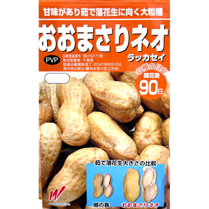 楽天市場】【新種予約】おおまさりネオ 1リットル 約350粒 落花生 種 