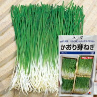 かおり芽ネギ 種 1dl タキイ種苗 寿司 栽培 冬 プランター 初心者 プロ向け 大袋 畑 葱 種 ねぎ 一本ネギ…