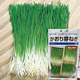 かおり芽ネギ 種 1dl タキイ種苗 寿司 栽培 冬 プランター 初心者