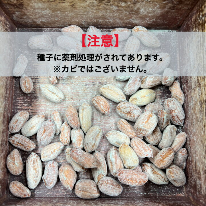 楽天市場】【新種】おおまさりネオ 1 DL 約35粒～40粒 落花生 種 渡辺 