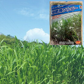 【送料無料】緑肥 ソルゴー 芝草 種子 ソルガム 1kg 緑肥用 タキイ種苗 家庭菜園 農業用 初期育成が旺盛 吸収力が強い 草丈1m以下 乾草調整 生産地処理各1回