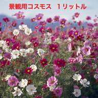 【送料無料】景観用 コスモス センセーション 混合 1リットル タキイ種苗 秋咲きで草丈高い 花色は赤・白…