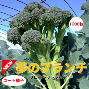 ubR[  ̃u` Vi yR[g 1000z igc ƒ؉ ؂̎ ؉  v^[͔| x_؉ v^[؉ ƒ؉S |S ȒP͔| ؍ 