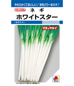 長ネギ ホワイトスター 種 ペレット5000粒 ネギ タキイ 種苗 家庭菜園 プロ向け おいしい 冬 秋