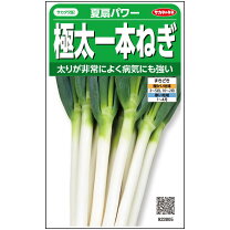 楽天市場】ネギ コート 種子の通販